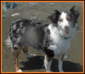 blue eyed blue merle mini aussie
ghost eye thatcher