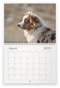 2019 Australian Shepherd Calendar- featuring Toy, Mini & Standard Aussies- Packetranch.com