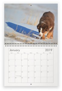 2019 Australian Shepherd Calendar- featuring Toy, Mini & Standard Aussies- Packetranch.com