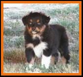 past pup 1blue eyed black tri pic17