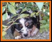 past pup blue merle camo pic 15