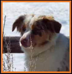 blue eyed red merle miniature australian shepherd-Molly-11 months 
Ghost Eye Molly Magee- mini aussie