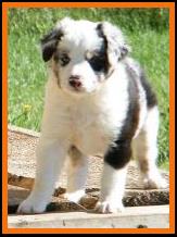 past pic blue merle pic20