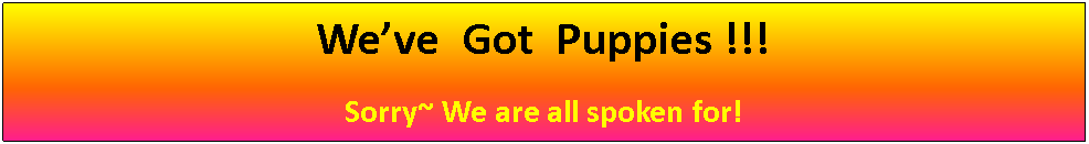Text Box: We’ve  Got  Puppies !!!Sorry~ We are all spoken for!