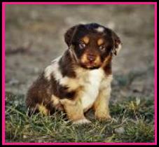 Blue eyed Red Merle Toy/Miniature Australian Shepherd pup for sale- bet mini aussie- Ghost Eye Aussies- packetranch.com- Sask., Canada