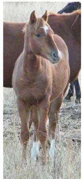 PM Joe's Wild Starr pic