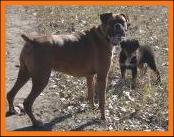 Ghost Eye Dex & his Boxer friend