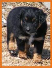 pup 4 @ 6 1/2 weeks old-black tri mini aussie female-miniature australian shepherd female black tri pup for sale in Sask. Canada.