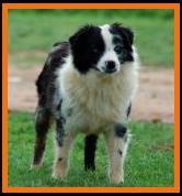 Blue eyed blue merle mini aussie
Int. Ch. Fish's Kade