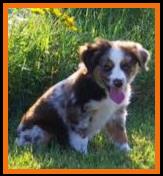 blue eyed red merle mini aussie
Tonka's Lil Bita Pairadice @ Ghost Eye Mini Aussies