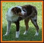 red merle mini aussie
Fish's Hippy Chic @ Ghost Eye Mini Aussies