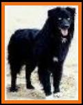 Ch Howard's Wanagi Ishna Ghost Eye Indy pic