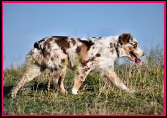 Ghost Eye Prairie Paisley - blue eyed red merle miniature australian shepherd - bet aussie lines- Ghost Eye Mini Aussies-packetranch.com-  Sask., Canada