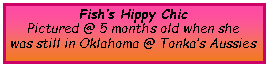 Text Box: Fish�s Hippy ChicPictured @ 5 months old when shewas still in Oklahoma @ Tonka�s Aussies