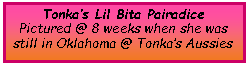 Text Box: Tonka�s Lil Bita PairadicePictured @ 8 weeks when she was still in Oklahoma @ Tonka�s Aussies