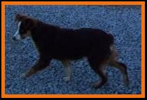 double blue eyed red tri miniature australian shepherd
Schafferts Ghost Eye Wil
