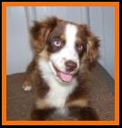 double blue eyed red tri miniature australian shepherd
Schafferts Ghost Eye Wil