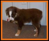 double blue eyed red tri miniature australian shepherd
Schafferts Ghost Eye Wil