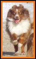 Schafferts Ghost Eye Gus- blue eyed red tri miniature australian shepherd-bet mini aussie-Ghost Eye Mini Aussie-Sask.,Canada