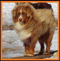 blue eyed red tri miniature australian shepherd-bet-Schafferts Ghost Eye Gus-1 yr