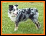 Cedar Crest Ghost Eye Jessie
Blue eyed blue merle miniature australian shepherd- 2 yrs old