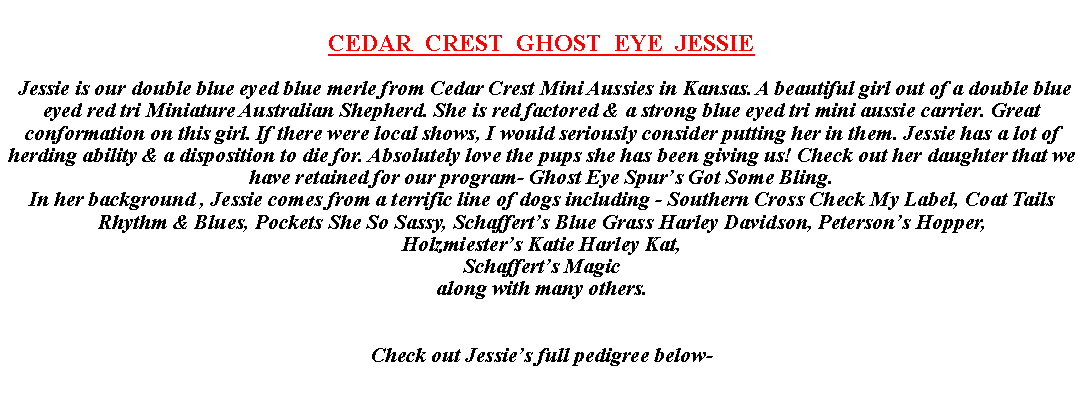 Text Box: CEDAR  CREST  GHOST  EYE  JESSIE Jessie is our double blue eyed blue merle from Cedar Crest Mini Aussies in Kansas. A beautiful girl out of a double blue eyed red tri Miniature Australian Shepherd. She is red factored & a strong blue eyed tri mini aussie carrier. Great conformation on this girl. If there were local shows, I would seriously consider putting her in them. Jessie has a lot of herding ability & a disposition to die for. Absolutely love the pups she has been giving us! Check out her daughter that we have retained for our program- Ghost Eye Spur�s Got Some Bling.In her background , Jessie comes from a terrific line of dogs including - Southern Cross Check My Label, Coat Tails Rhythm & Blues, Pockets She So Sassy, Schaffert�s Blue Grass Harley Davidson, Peterson�s Hopper, Holzmiester�s Katie Harley Kat, Schaffert�s Magic along with many others.Check out Jessie�s full pedigree below-