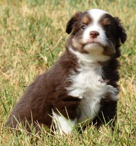 Schaffert's Ghost Eye Wil
double blue eyed red tri male