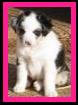 2 red merle female mini aussie pups, 1 black tri male mini aussie pup & 1 red tri male mini aussie pup. All sired by double blue eyed tri miniature australian shepherds. Bred by Ghost Eye Mini Aussies in Sask Canada.