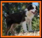 blue eyed red tri BET mini aussie- Rimfires The Missing Link- Linkon