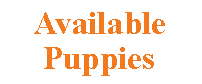 Text Box: Available Puppies