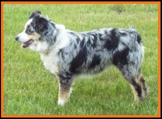 Cedar Crest Ghost Eye Jessie
Blue eyed blue merle miniature australian shepherd- 2 yrs old