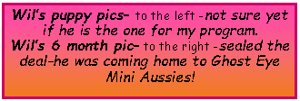 Text Box: Wil�s puppy pics� to the left -not sure yet if he is the one for my program.Wil�s 6 month pic� to the right -sealed the deal-he was coming home to Ghost Eye Mini Aussies!