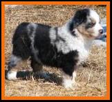 pup 8 @ 6 1/2 weeks old-blue eyed blue harliquin merle female-miniature australian shepherd pup for sale in Sask. Canada.