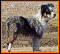 blue eyed blue merle mini/ toy australian shepherd- bet lines
Overgaards Ghost Eye Skye- Ghost Eye Mini Aussies- Sask., Canada