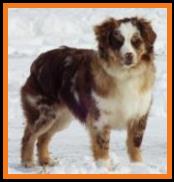 Ghost Eye Callico Kat- red merle miniature australian shepherd
Ghost Eye Mini Aussies-7 months-March 2014