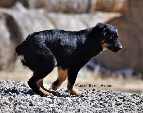 May be an image of dog, nature and text that says 'PACKET RANCH AUSSIES'