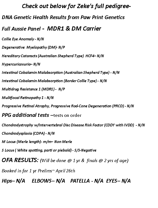 Text Box:  Check out below for Zeke’s full pedigree-DNA Genetic Health Results from Paw Print GeneticsFull Aussie Panel -  MDR1 & DM CarrierCollie Eye Anomaly - N/NDegenerative  Myelopathy (DM)- N/PHereditary Cataracts (Australian Shepherd Type)  HCF4– N/NHypercuricosuria– N/NIntestinal Cobalamin Malabsorption (Australian Shepherd Type) - N/NIntestinal Cobalamin Malabsorption (Border Collie Type) - N/NMultidrug Resistance 1 (MDR1) -  N/PMulitfocal Retinopathy 1 - N/NProgressive Retinal Atrophy, Progressive Rod-Cone Degeneration (PRCD) - N/NPPG additional tests –tests on orderChondrodystrophy w/Intervertebral Disc Disease Risk Factor (CDDY with IVDD)  - N/NChondrodysplasia (CDPA) - N/NM Locus (Merle length)- m/m– Non MerleS Locus ( White spotting, parti or piebald) - S/S-NegativeOFA RESULTS: (Will be done @ 1 yr &  finals @ 2 yrs of age)Booked in for 1 yr Prelims~ April 26thHips– N/A     ELBOWS– N/A    PATELLA - N/A  EYES– N/A		
