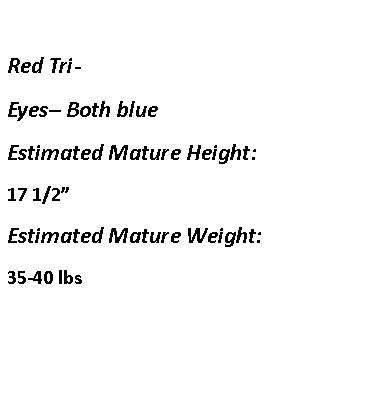 Text Box: Red Tri-  Eyes– Both blueEstimated Mature Height:17 1/2”Estimated Mature Weight:35-40 lbs