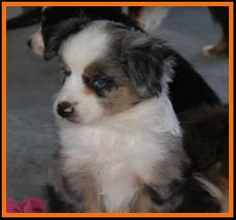 blue eyed blue merle miniature australian shepherd
Cedar Crest Ghost Eye Jessie