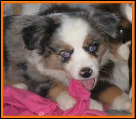 blue eyed blue merle miniature australian shepherd
Cedar Crest Ghost Eye Jessie