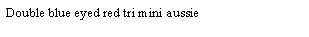 Text Box: Double blue eyed red tri mini aussie
