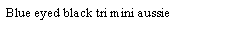 Text Box: Blue eyed black tri mini aussie