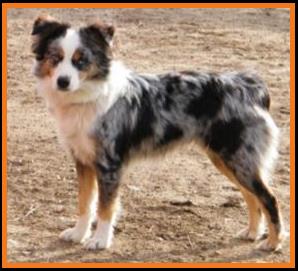 blue eyed blue merle miniature australian shepherd
Cedar Crest Ghost Eye Jessie