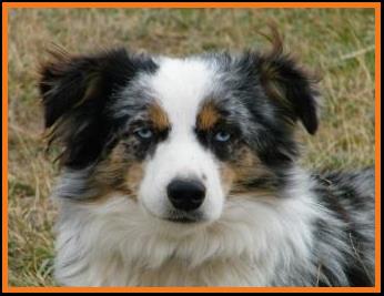 blue eyed blue merle miniature australian shepherd
Cedar Crest Ghost Eye Jessie