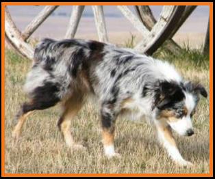 blue eyed blue merle miniature australian shepherd
Cedar Crest Ghost Eye Jessie