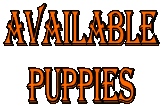 Available
puppies
