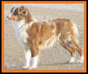 Fish's Hippy Chic-red merle miniature australian shepherd-Ghost Eye Mini Aussie-Sask., Canada