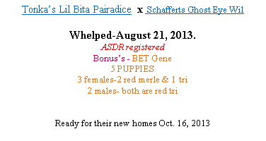 Text Box: Tonka’s Lil Bita Pairadice x Peace Creek Ghost Eye Jack
Whelped - February 14, 2013
8 pups-3 males, 5 females
ASDR registered
Bonus’s - BET Gene & Red Factored
Ready to go to Now !!