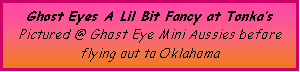 Text Box: Ghost Eyes A Lil Bit Fancy at Tonka�sPictured @ Ghost Eye Mini Aussies before flying out to Oklahoma
