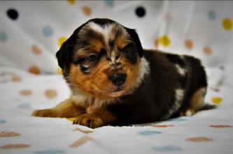 pm freedom solena bloodlines